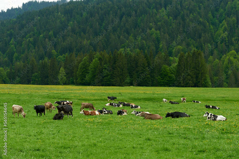 group of cows grazing in a  grassy field in the alps
