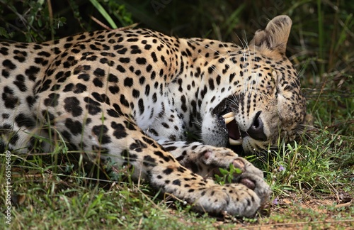 Leopard  - Sri Lankan - Wilpattu NP  Pantera pardus kotiya 