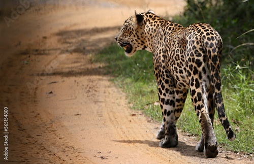Leopard  - Sri Lankan - Wilpattu NP (Pantera pardus kotiya) photo