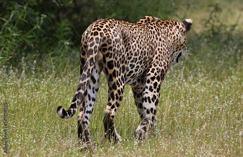 Leopard  - Sri Lankan - Wilpattu NP (Pantera pardus kotiya) © Kamil