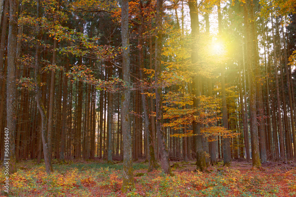 Autumn forest with bright sun shining through the trees.