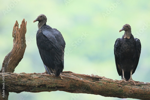 Black vulture (Coragyps atratus), Costa Rica photo