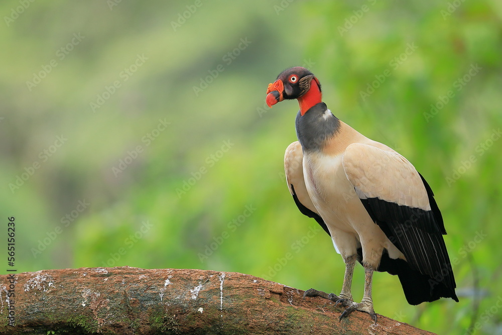 King Vulture (Sarcoramphus papa)