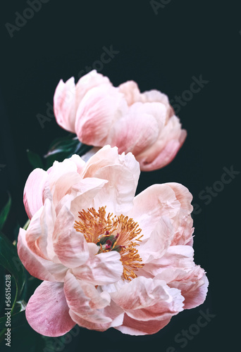 Pink peony flower close up isolated on black background.