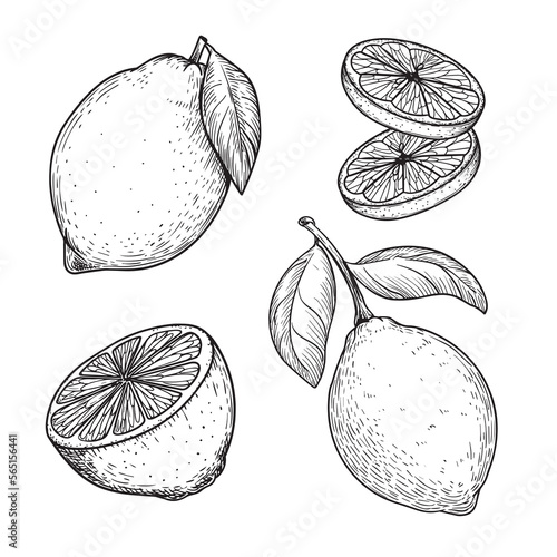 Hand drawn sketch style lemons set. Whole and sliced citrus fruit. Best for package and menu designs. Vector illustrations.