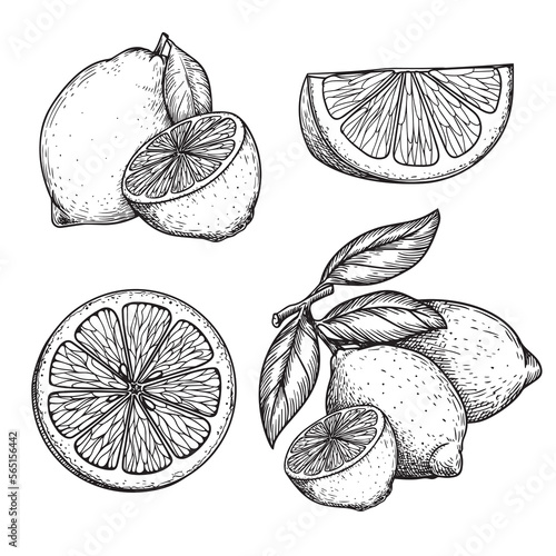 Valokuvatapetti Hand drawn sketch style lemons set