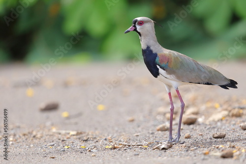 Southern lapwing, Vanellus chilensis, Costa Rica