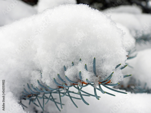 Crystal Snow on Blue Spruce