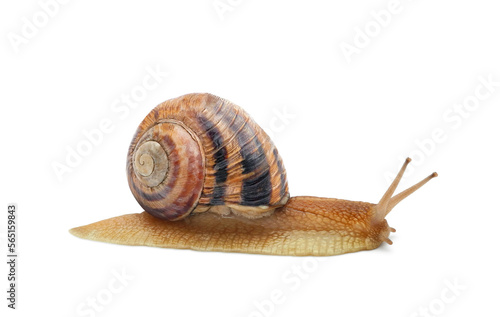Edible roman snail (Helix pomatia, Burgundy or escargot) with brown striped shell isolated on white background	 