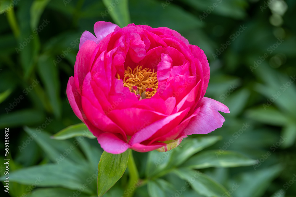 Fototapeta premium Paeonia Coral Fay plant growing in the garden. Paeonia officinalis