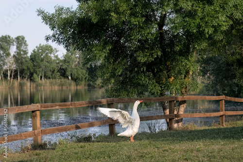 Tychero lake in Soufli region Evros Greece ducks family photo