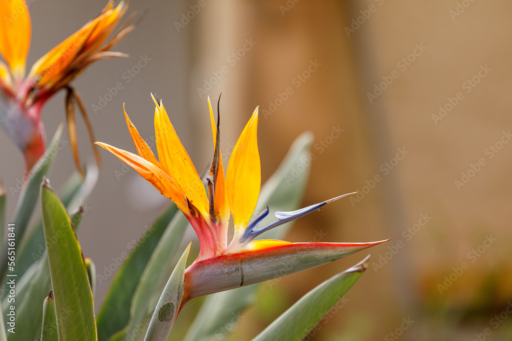 portrait of a bright orange strilicia flower portrait of a bright orange strilicia flower