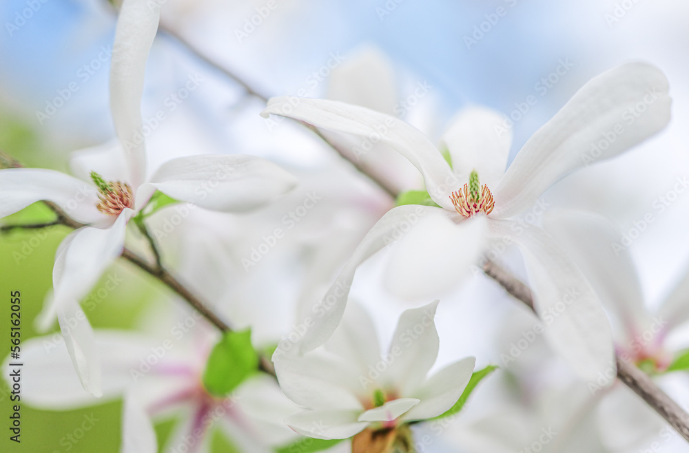 Yulan magnolia flowers are in bloom under the blue sky. Yulan magnolia flowers are in bloom under the blue sky.