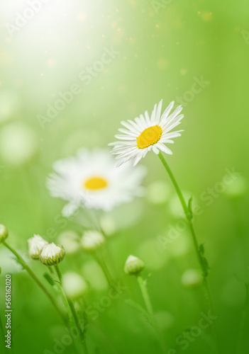 Spring or summer nature scene with blooming white daisies in sun flares.