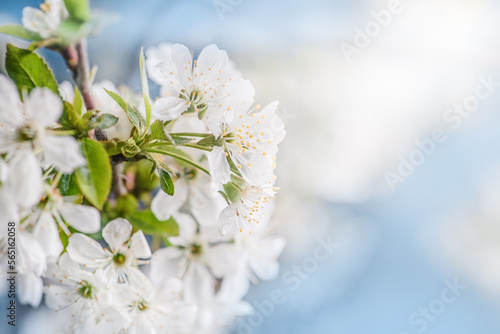 Close-up of white Apple blossoms flowers, on the background of blue sky © The Len