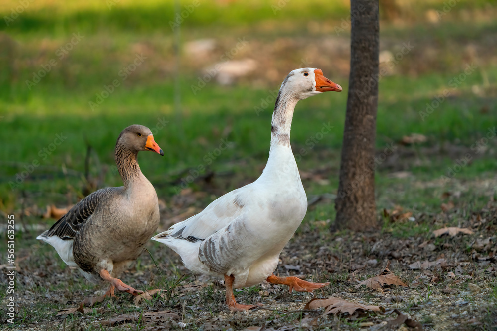 A solitary goose. A goose on the farm A solitary goose. A goose on the farm