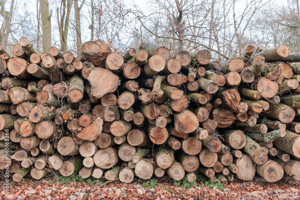 Winter Log trunks pile, the logging timber wood industry. forest pine and spruce trees. Winter Log trunks pile, the logging timber wood industry. forest pine and spruce trees.
