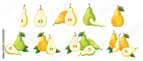 Set of fresh green and yellow pears in cartoon style. Vector illustration of tasty fruits whole and cut, large and small sizes with green leaves isolated on white background.