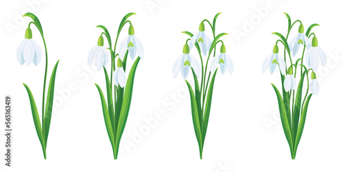 Set of beautiful white snowdrops in cartoon style. Vector illustration of spring and summer flowers in large and small sizes with closed and open buds and green leaves isolated on white background.