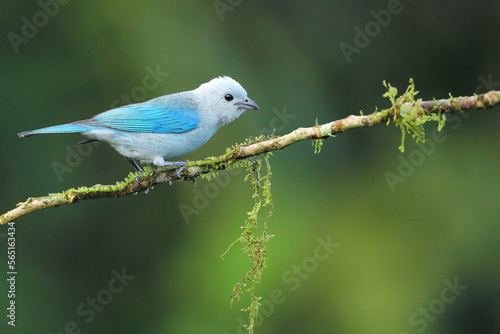 Blue-grey tanager (Thraupis episcopus)