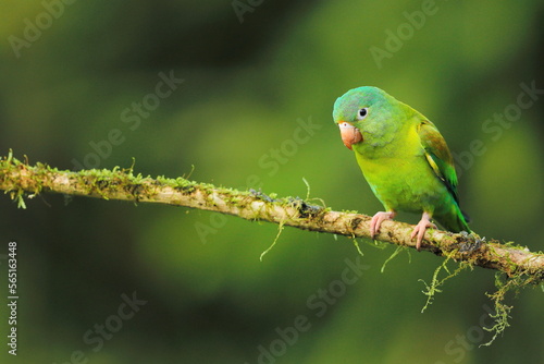 Cobalt-winged parakeet (Brotogeris cyanoptera), Costa Rica © Kamil