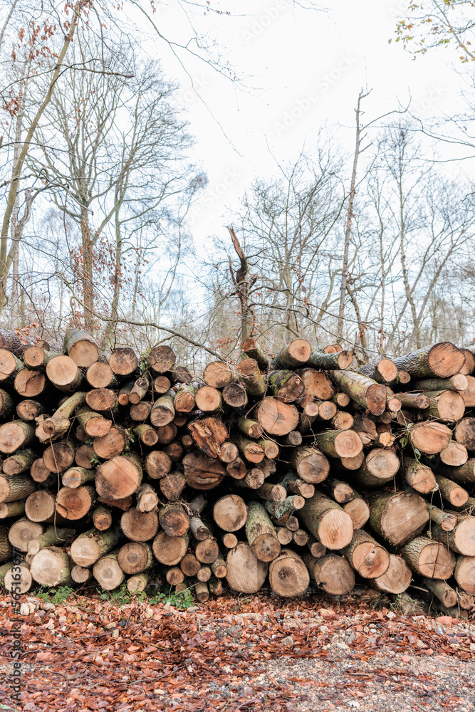 Winter Log trunks pile, the logging timber wood industry. forest pine and spruce trees.