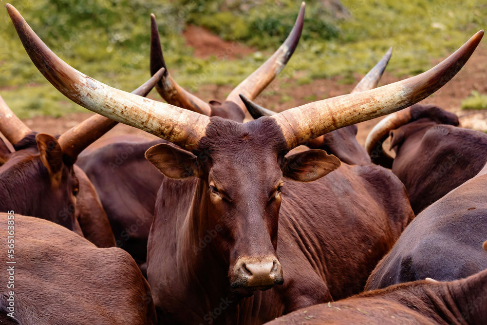 watusi cow with big horns