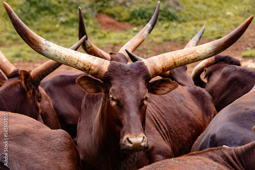 watusi cow with big horns photo