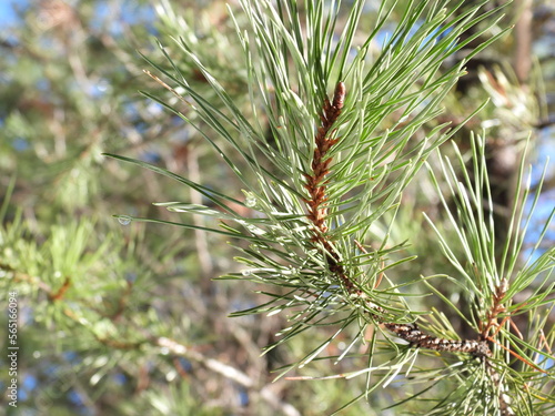 Winter Dew on Ponderosa Pine