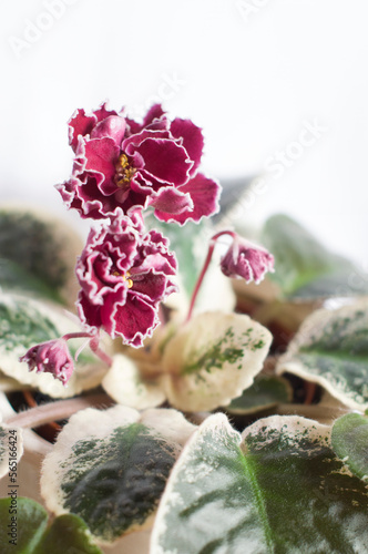 Fotografija Saintpaulia pauline viardot burgundy with white border and marble leaves,violet
