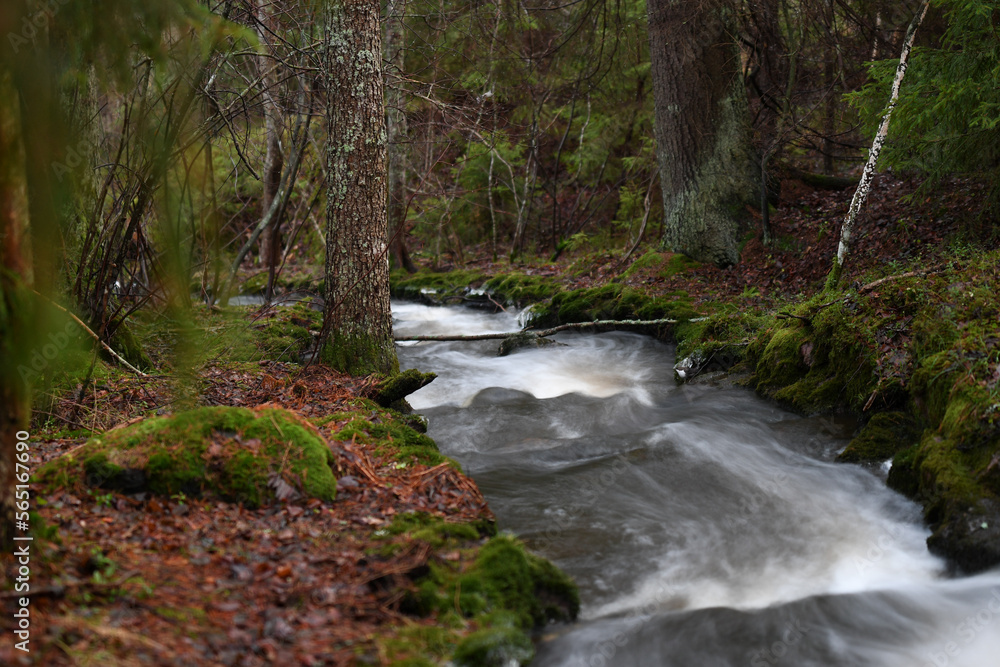 Stream in old forest Stream in old forest