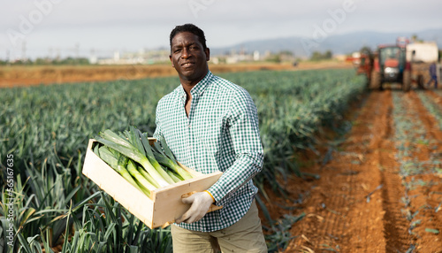 Cheerful african-american man gardener holding wooden crate full of just harvested leek. Agriculturist on vegetable plantation.