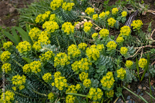Green flowers of Myrtle Euphorbia myrsinites