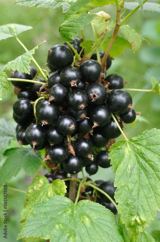 close-up of a black currant berries in the garden close-up of a black currant berries in the garden