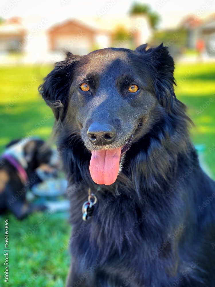 Black dog posing for picture at park Black dog posing for picture at park