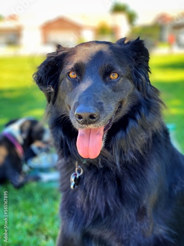 Black dog posing for picture at park