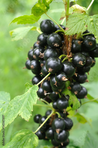 close-up of a  black currant berries in the garden