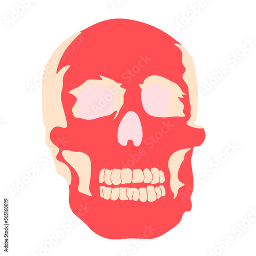 Illustration of a skull. Head vector. Skeleton Scary.