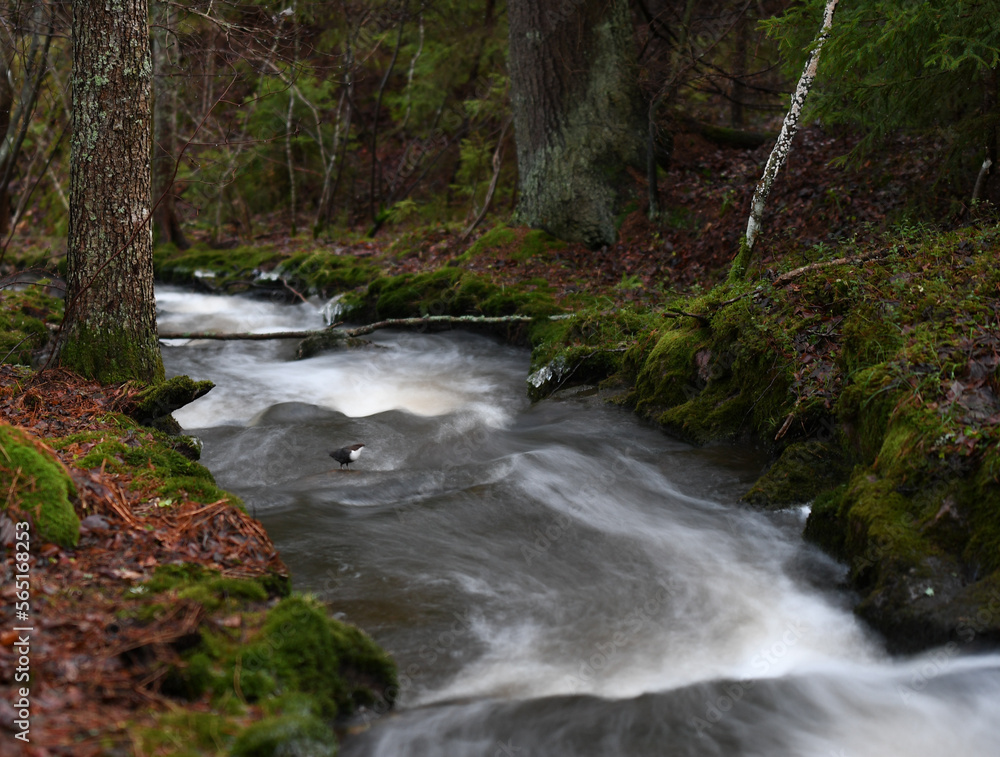 Fototapeta premium Rapids in the forest with the White-throated Dipper bird (Cinclus cinclus) in the middle