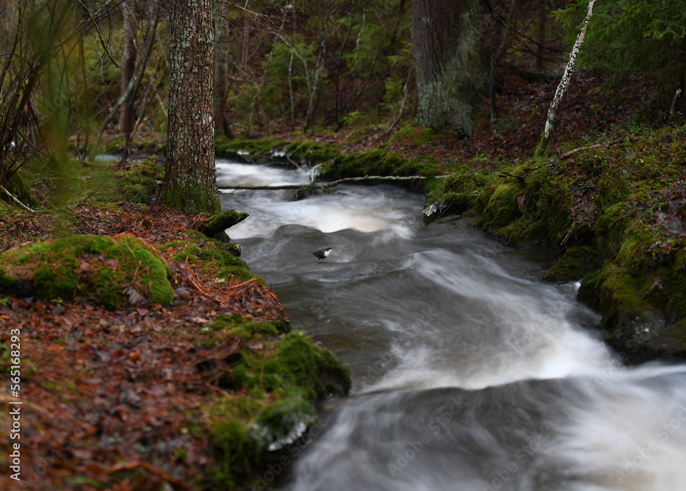 Rapids in the forest with the White-throated Dipper bird (Cinclus cinclus) in the middle