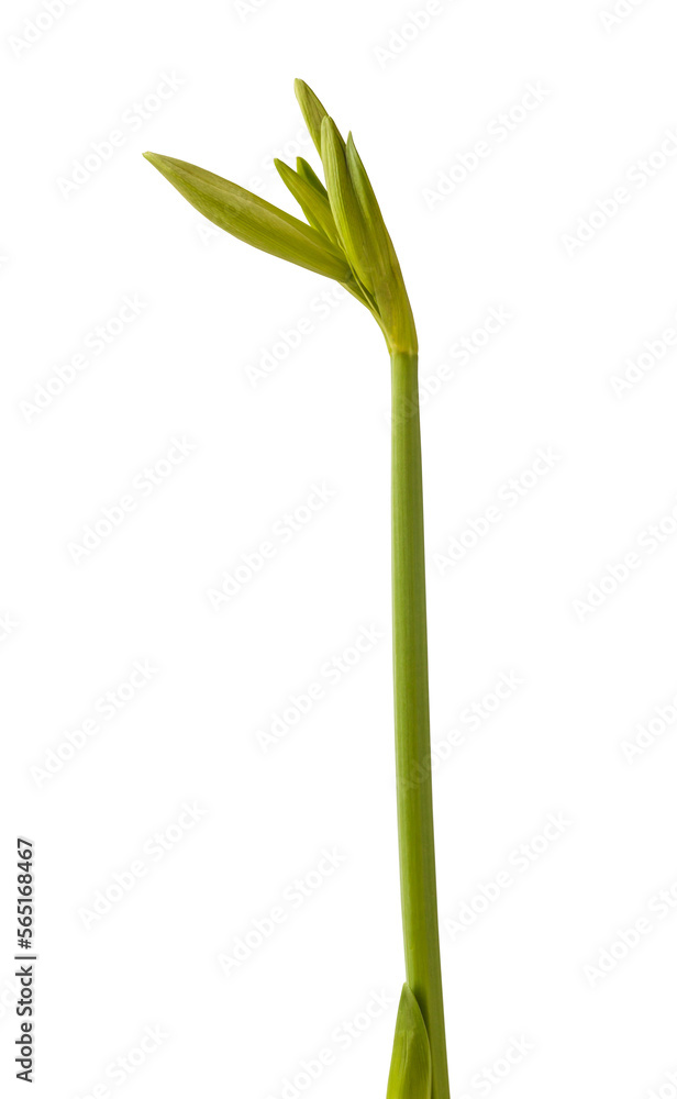 Hippeastrum (amarillis) Spider Group Hippeastrum (amarillis) Spider Group