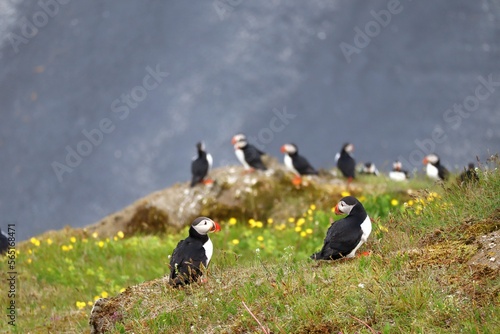 Puffins in Iceland 