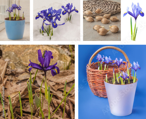 Iridodictium  or reticulated iris in pot and  basket photo