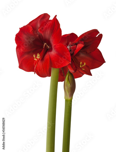 Blooming dark red Amaryllis Hippeastrum