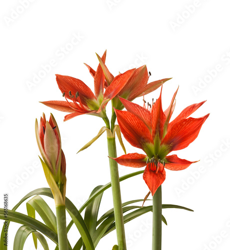 Species  hippeastrum  amaryllis  Aulikum on white  background.