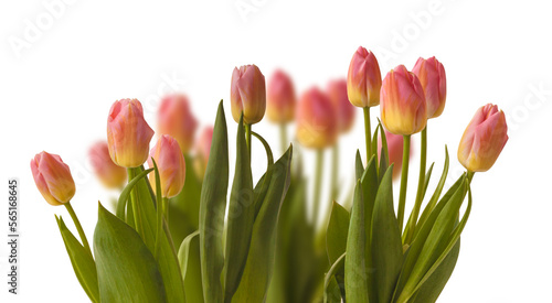 Fototapeta Naklejka Na Ścianę i Meble -  Blooming Triumph   tulips   sort 