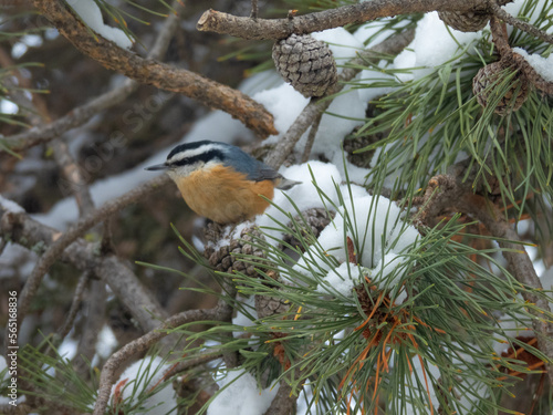 Red-Breasted Nuthatch in the Pines