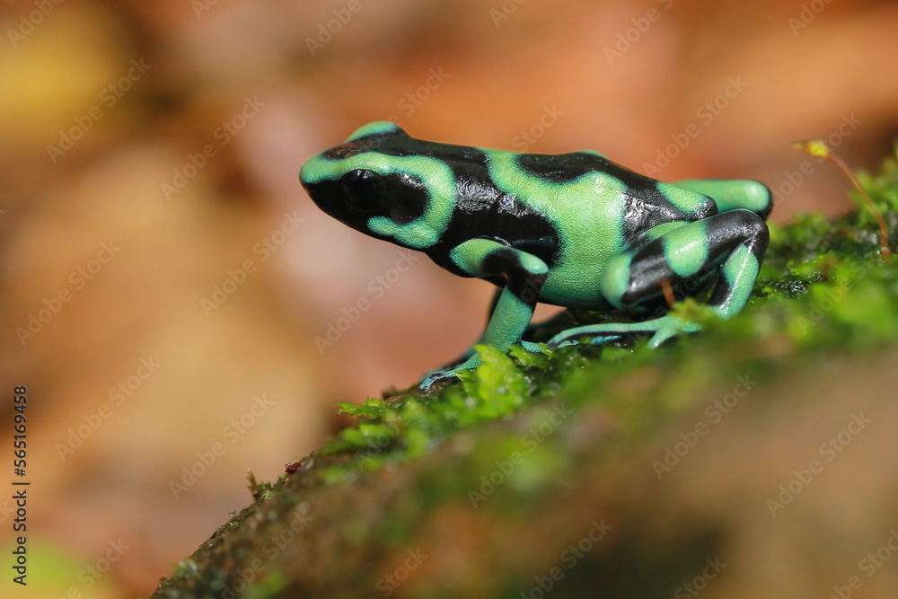 Fototapeta premium Dendrobates auratus, Costa Rica