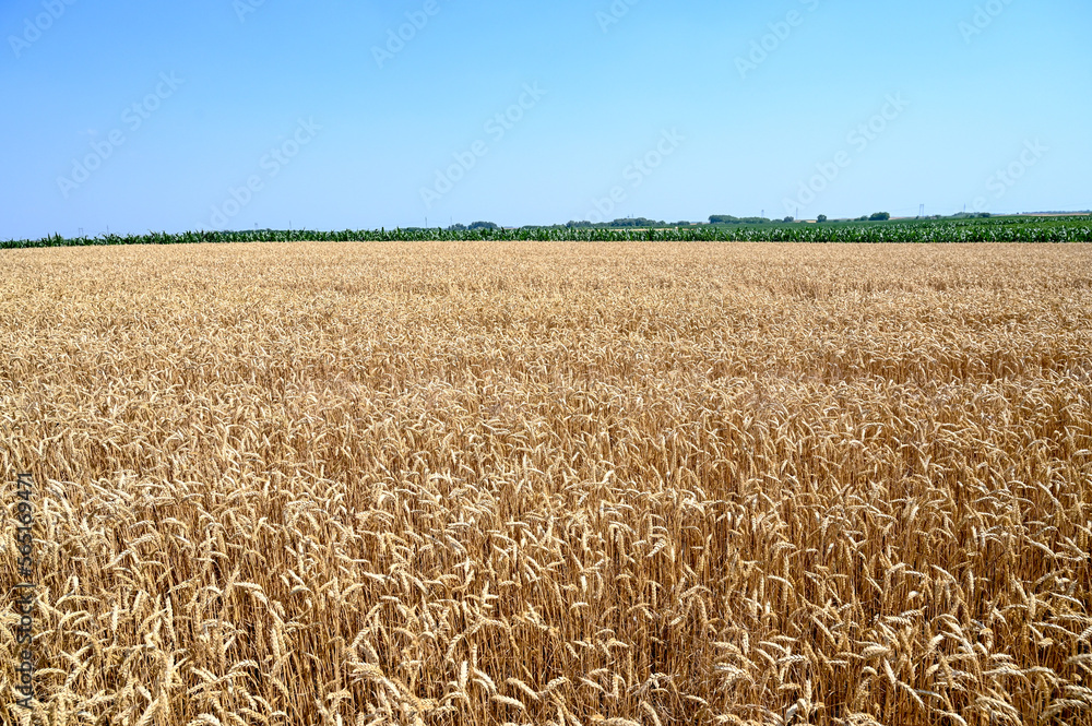 Fototapeta premium Yellow field of wheat in summer.