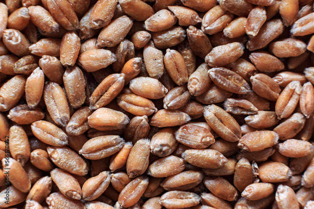 Ripe wheat grains of various shapes, close-up. Food, flour, bread. Ripe wheat grains of various shapes, close-up. Food, flour, bread.